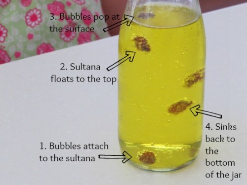 Dancing Sultanas Science 2