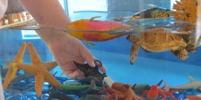 Create your own Underwater Zoo - Pretend Play