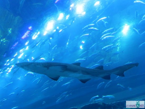 Dubai Aquarium and Underwater Zoo