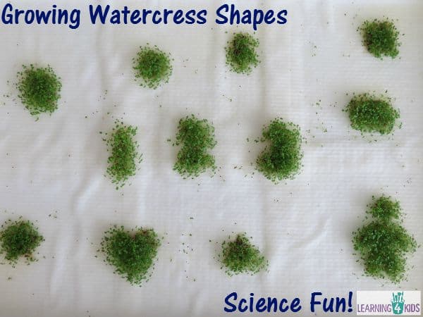 Growing watercress seeds into shapes and and numbers - super fun and simple science fun!