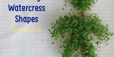 Science fun - growing watercress shapes. A fun activity to teach the cycle of seed to plant.